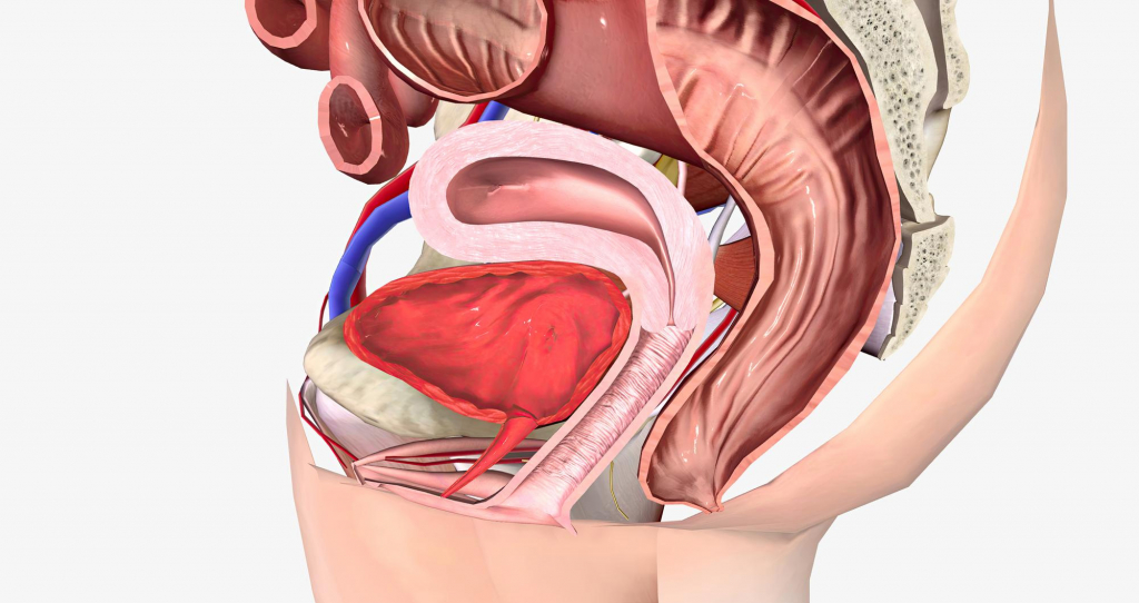 Siento un peso en la pelvis: señales de prolapso que no deberías ignorar